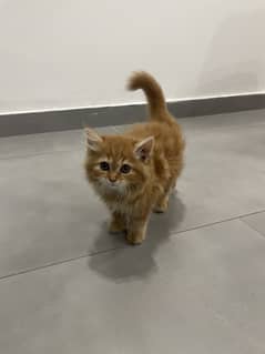 Persian kitten
