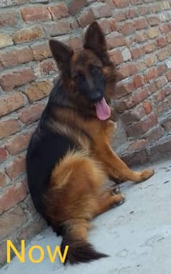 German Shepherd female pink pedigree