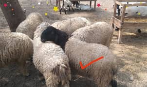 9 Months Healthy Sheep