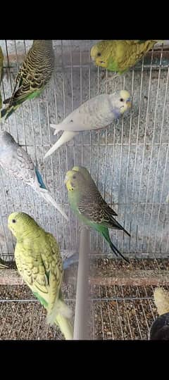 bajri pair