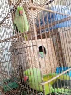 Green ring neck Breader pair and 2 chicks
