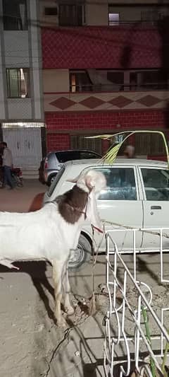 Gulabi bakra goat for sale , energetic goat