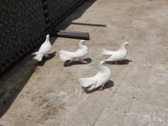 White Lucky Pigeon's