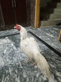 aseel white heera white nok nali white breed ki gurante