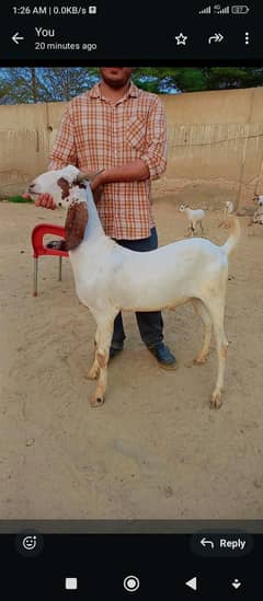 dumba bakra