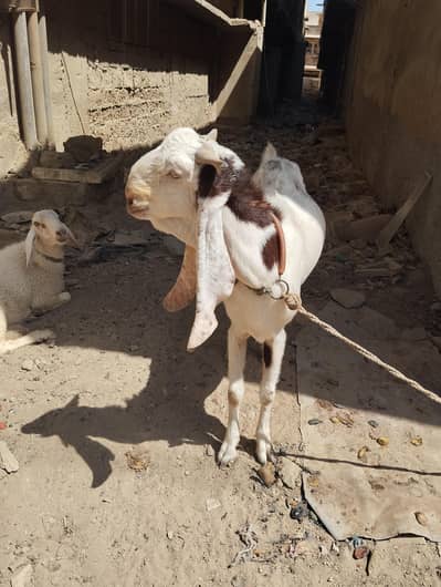 urgently sale