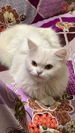 Persian breader female