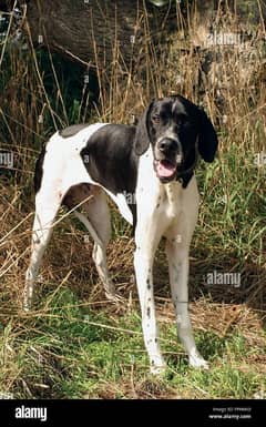 pointer dog for sale