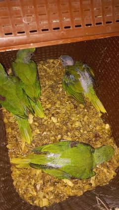 Raw parrots chicks for sale