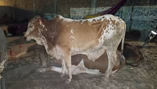 it's is so beautiful cow