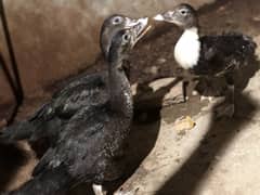 Moscovy Duck chicks for sale