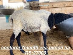 dumbbell for sale