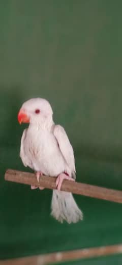 White Ringneck chick available