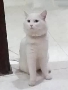 Persian