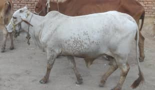 Sahiwal Cow For Sale
