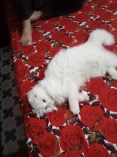 pure persian