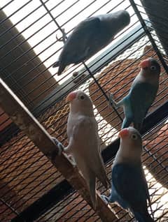 love birds, java and dove
