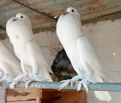 English faintail