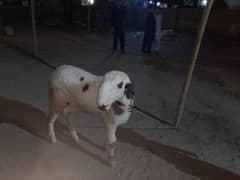 Qurbani