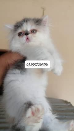 van calico female and red& white male