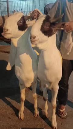 GOATS