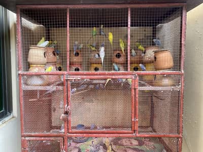 Australian birds (budgies) adults available for sale (read add must)