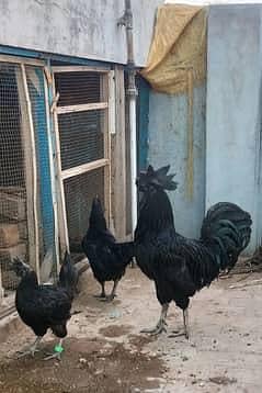 Ayam Cemani Pair