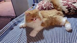 persian