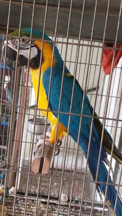 Blue n Gold Macaw Female 0317-2151409
