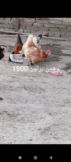 kurk