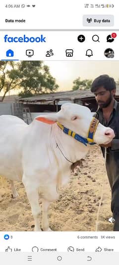 pure gulabi bachya