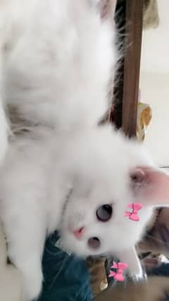 Persian kitten