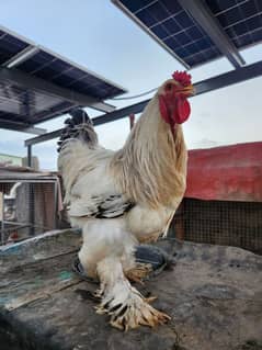 blue brahma male available