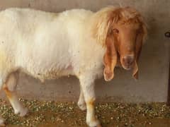 Chatra for Qurbani 2025