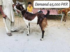 Bakra Goats male available for sale Khassi