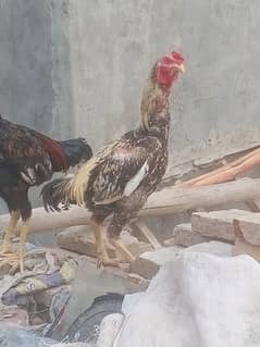 Aseel Quality Birds patha for sale 03089179667