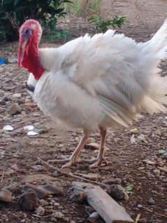 turkey