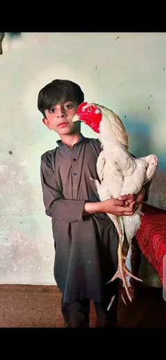 2 year aseel hera urgent for sale