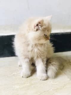 Persian Kittens