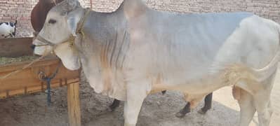 Eid