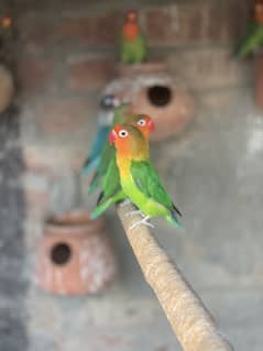 LOVE BIRDS FOR SALE 5 pair