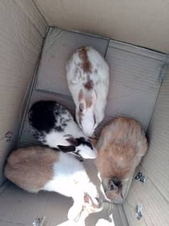2 male rabbits available