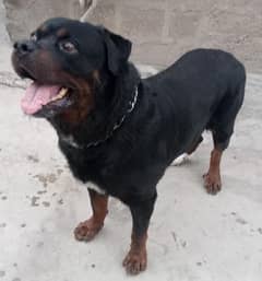 Rottweiler