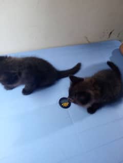 male cat