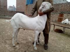 bettal bakra.  03274141029
