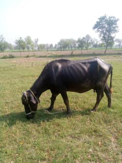 Buffalos sale