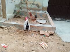 murga or murgi pair urgent sale