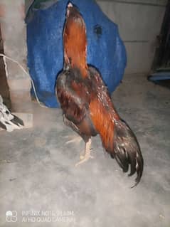 Aseel