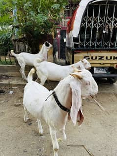 Gulabi khassi 2 daant bakre for qurbani 2025