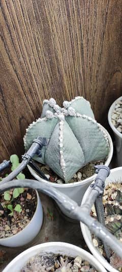 Cactus Plants